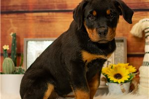 Sawyer - Rottweiler for sale