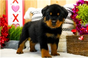 Chip - Rottweiler for sale