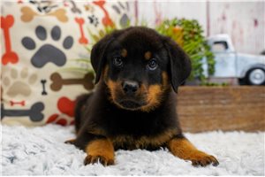 Banner - puppy for sale