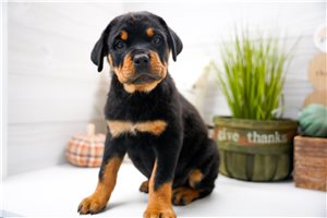 Catherine, a Rottweiler puppy