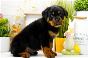 Penn - Rottweiler for sale