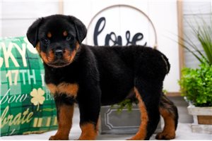 Lawrence - Rottweiler for sale