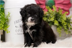 Gianna - puppy for sale
