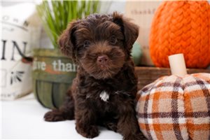 Hansel - Yorkiepoo for sale