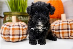Hazel - Yorkiepoo for sale