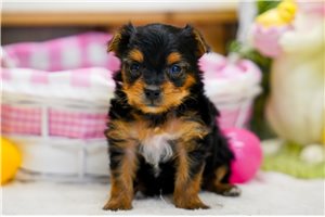 Carter - Yorkiepoo - Yorkie Poo for sale