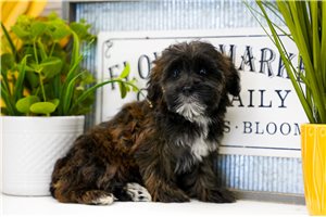 Iris - Yorkiepoo - Yorkie Poo for sale
