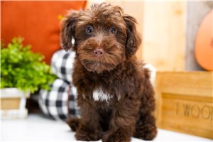 Hansel - Yorkiepoo for sale