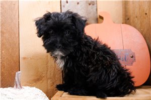 Hazel - Yorkiepoo for sale