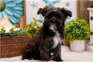 Iris - Yorkiepoo - Yorkie Poo for sale