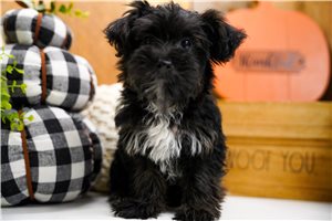 Huckleberry - Yorkiepoo for sale