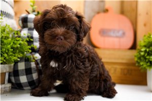 Hansel - Yorkiepoo for sale