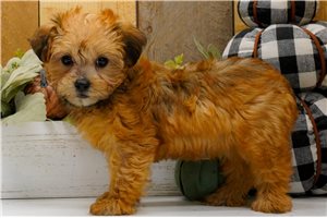 Isabella - puppy for sale