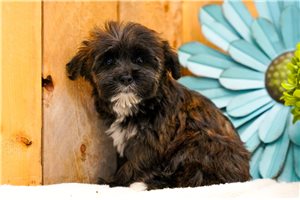 Iris - Yorkiepoo - Yorkie Poo for sale