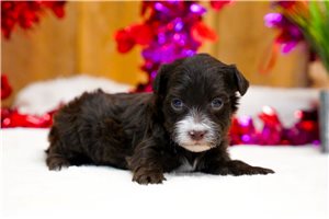 Indy - puppy for sale