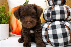 Hansel - puppy for sale