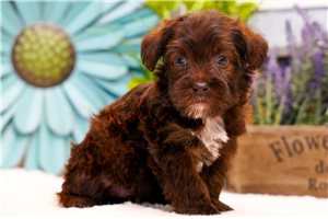 Iota - Yorkiepoo - Yorkie Poo for sale