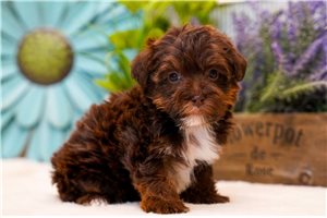 Irina - puppy for sale