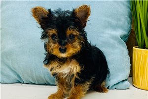 Carter - Yorkiepoo - Yorkie Poo for sale