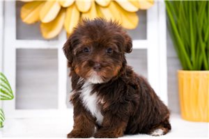 Irina - Yorkiepoo - Yorkie Poo for sale