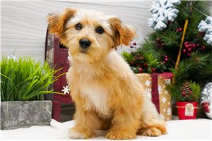 Handsome - Yorkiepoo - Yorkie Poo for sale