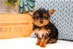 Carter - Yorkiepoo - Yorkie Poo for sale