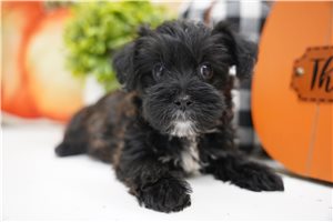 Hazel - Yorkiepoo for sale
