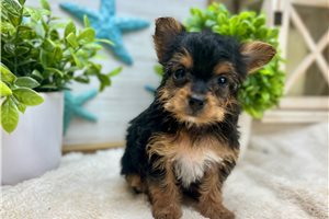 Carter - Yorkiepoo - Yorkie Poo for sale
