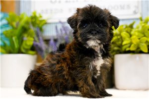 Iris - Yorkiepoo - Yorkie Poo for sale