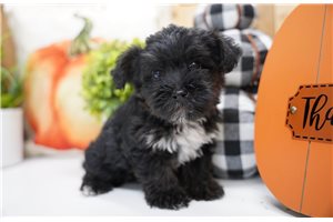 Huckleberry - Yorkiepoo for sale