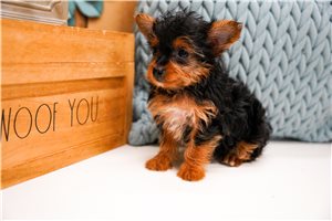 Carter - Yorkiepoo - Yorkie Poo for sale