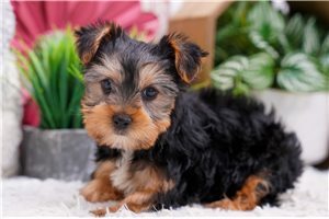 Ella - Yorkshire Terrier - Yorkie for sale