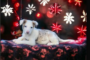 Beck - Border Collie for sale