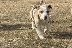 Charlie - Border Collie for sale