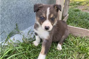 Jake - puppy for sale