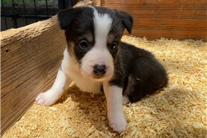 Juan - puppy for sale
