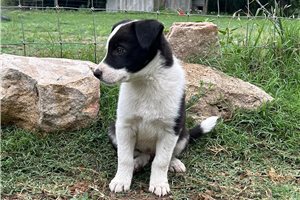 Destiny - Border Collie for sale