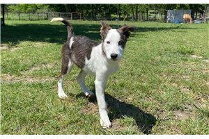 Dolly - Border Collie for sale