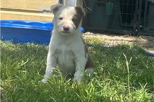 Delta - Border Collie for sale