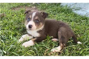 Julie - puppy for sale