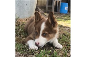 Angelo - Border Collie for sale