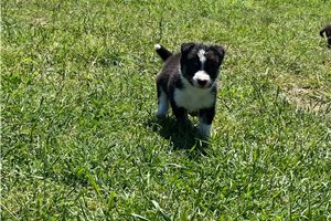 Jude - Border Collie for sale