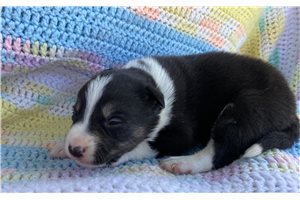 Jude - Border Collie for sale