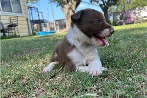 Eliza - Border Collie for sale