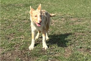 Carrie - Border Collie for sale