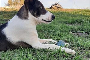 Timmy - Border Collie for sale