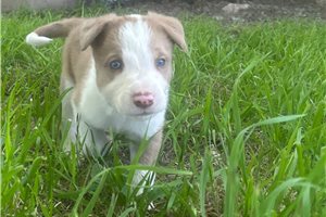 Dante - Border Collie for sale