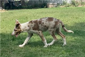 Denise - Border Collie for sale