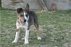 Colton - Border Collie for sale