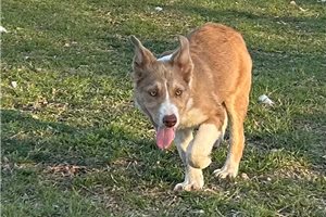 Chester - Border Collie for sale